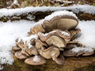 Настоящий лесной клад ожидает грибников Подмосковья этой зимой