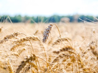 Каширские аграрии установили рекорд года по урожайности пшеницы