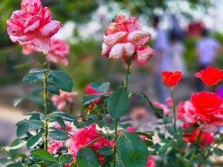 Теплая осень в Домодедове: на улицах города продолжают цвести розы, хризантемы и львиный зев