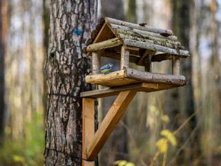 Жителей Пушкинского округа пригласили в экопарк отметить Синичкин день