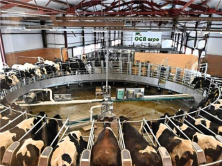 К каждой корове нашли свой подход: как ферма из Подмосковья раскрутила буренок на 12 тонн молока и обошла конкурентов