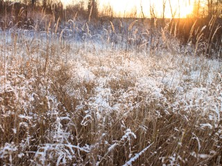 Синоптики назвали дату, когда в Подмосковье наступит первый день зимы