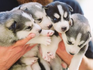 Семь сирот: щенки помеси хаски ищут теплый дом после трагедии