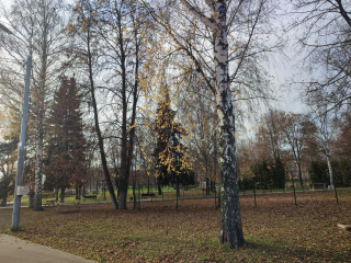 Синоптик Леус назвал точную дату первого снега и заморозков в Подмосковье после оттепели до +9°