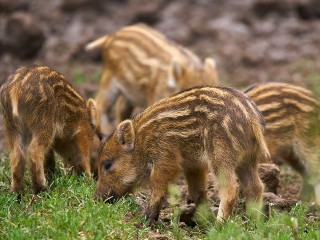 В лесах Павловского Посада начался сезон активности кабанов