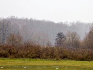 Прогулочные маршруты, лыжероллерная трасса и каток: в Кашире представили проект лесопарка