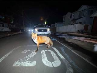 Лиса пробралась в детский сад в Домодедове