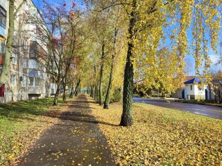 Листья с берез не облетели в ноябре — это старинная народная примета