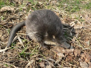 Нора под водой, нервы на пределе: зачем выхухоли весенний потоп для продолжения рода и как ей помогают плотики в Луховицах