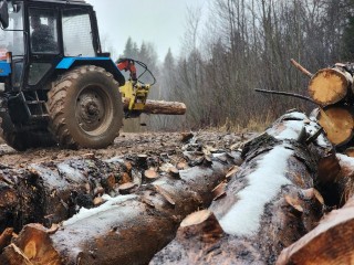 Крепкие сосны и березы вырастут на месте спиленных больных деревьев под Деулино