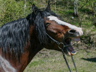 Не смеши мои подковы: волоколамцы создают креативные стикеры с редкими животными
