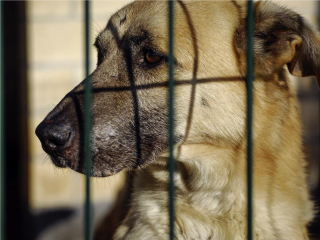 Мытищинцы запустили канал с объявлениями о пропавших животных