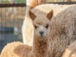 В нацпарке «Лосиный остров» альпака Злата стала мамой