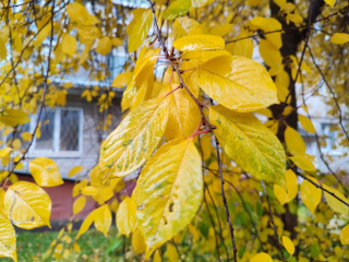 Теплая и мокрая погода установится в Подмосковье на День народного единства