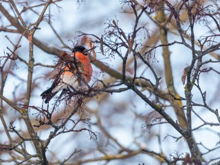 Какой народный праздник отмечают 13 ноября 2025: что можно и нельзя делать на Спиридона и Никодима
