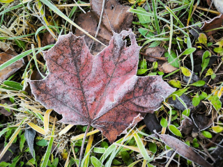 «Заморозки вернутся»: синоптик Леус рассказал, когда в Подмосковье ждать минусовых температур