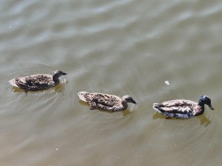 Добро без вреда: почему нельзя подкармливать водоплавающих птиц осенью и когда нужно начинать это делать