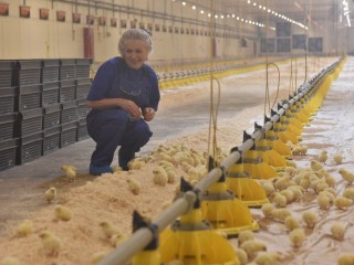 Аграрии Наро-Фоминского округа демонстрируют рост и готовятся к рекорду в 2025 году