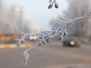 Счет пошел на дни: первые морозы до -6 градусов накроют Подмосковье в ближайшее время