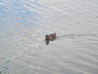 Луховицкое озеро Кутин Бохот лидирует в голосовании по очистке водоемов на 2026 год