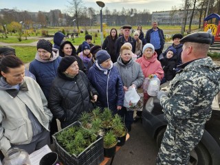Русские кедры, символы России, горожанам раздадут у «Тысячника» 4 ноября