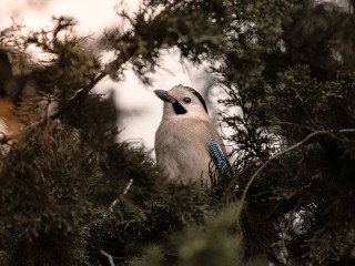 В Павловском Посаде заметили редкую полярную птицу