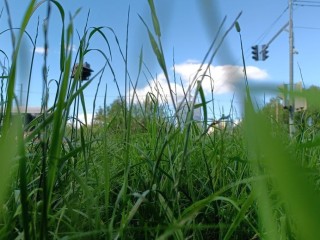 Зеленую зону вдоль тротуара на Акуловском шоссе приведут в порядок весной