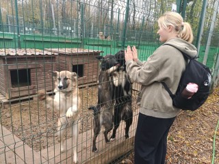 Ученики Большеалексеевской школы подарили корм приюту «Домашний»