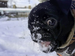 Синоптик рассказал, когда в Подмосковье ляжет снежный покров