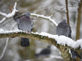 «Небесная влага замерзнет»: о гололедице после ледяного дождя в Подмосковье предупредил прогноз синоптика Тишковца