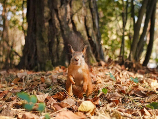 Осторожно, милота! Белки в Котельниках общаются с людьми и берут корм с рук