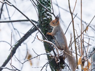Вильфанд: с 18 ноября температура будет выше нормы на 2-3 градуса