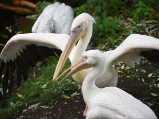 Пеликаны и аисты из Клина переехали в теплые дома