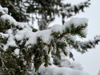 Стать участником эко-акции и поиграть всей семьей можно в Талдоме 7 декабря