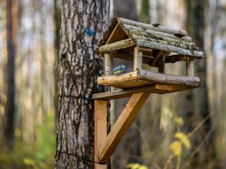 Древесина vs пластик: какие кормушки для птиц лучше выбирать и почему