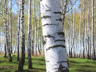 Зима не успеет начаться, как уже закончится: Вильфанд говорит, что весна в 2026 году будет ранней. Какой признак на это указывает?