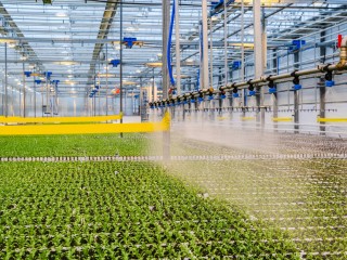 Свежие овощи круглый год: Подмосковье вошло в ТОП-10 регионов России по наращиванию сбора тепличных культур