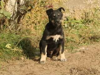 Волонтеры округа ищут дом для энергичного Блейда