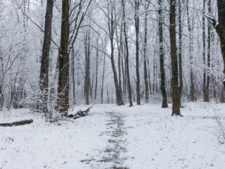 Когда придут снег и мороз в Подмосковье? Синоптик Тишковец спрогнозировал погоду на декабрь и на Новый год