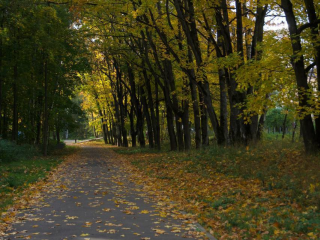 Для всех возрастов: ярмарки, выставки и мастер-классы пройдут в Красногорске 8 ноября