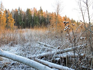 Холода отменяются? Синоптик Позднякова раскрыла неожиданный сценарий зимы
