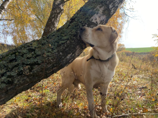 В «Святополе» ищут пропавшего алабая