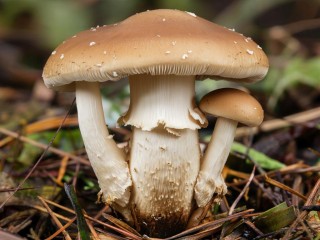 Можно ли собирать грибы после заморозков: что еще растет в лесах Подмосковья в ноябре