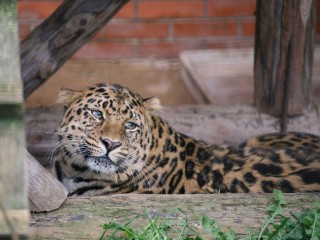 Зимовье зверей: как переживают холода животные Центр воспроизводства и стоит ли ждать потомства от пары гепардов