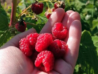 Малина завалит урожаем, если в ноябре успеете сделать это: садовод поделился секретом