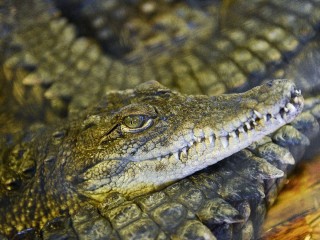 В соседнем Обнинске журналисты  завели в редакции крокодила