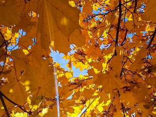 Теплый ноябрь в Подмосковье: когда ждать первого снега по прогнозу синоптика Леуса