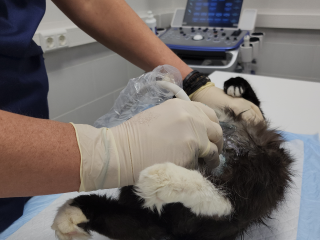 «Требуют наказать»: живодер на глазах очевидцев расправился с котом в Можайске