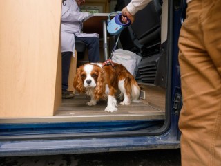 Это сущий зверь в кудряшках: названа самая нестабильная порода собак