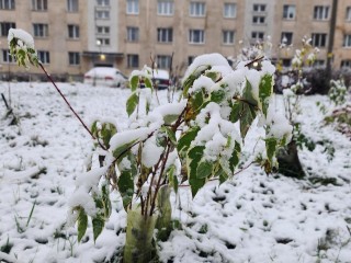 Зима стучится в двери: клинчане встретили первый снегопад